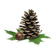 Logo The Molpus Woodlands Group LLC