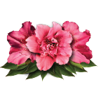 Logo Azalea Capital LLC