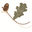 Logo Cullen Wines (Australia) Pty Ltd.