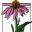 Logo American Botanical Council