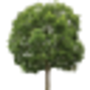 Logo Stansted Park Foundation