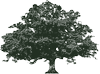 Logo Live Oak Acquisition Corp. II