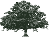 Logo Live Oak Mobility Acquisition Corp.